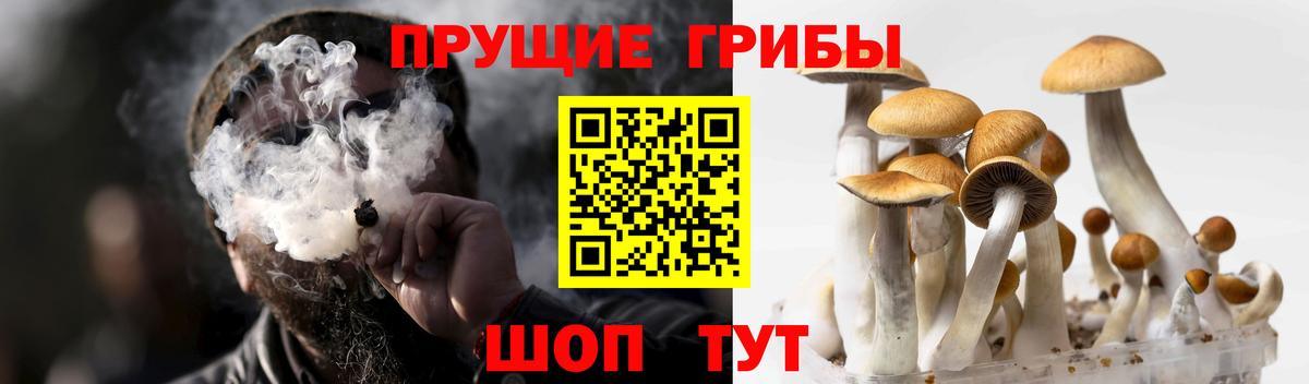 Кондопога  Галлюциногенные грибы Psilocybine cubensis  Вход с VPN 